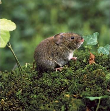 Meadow Vole